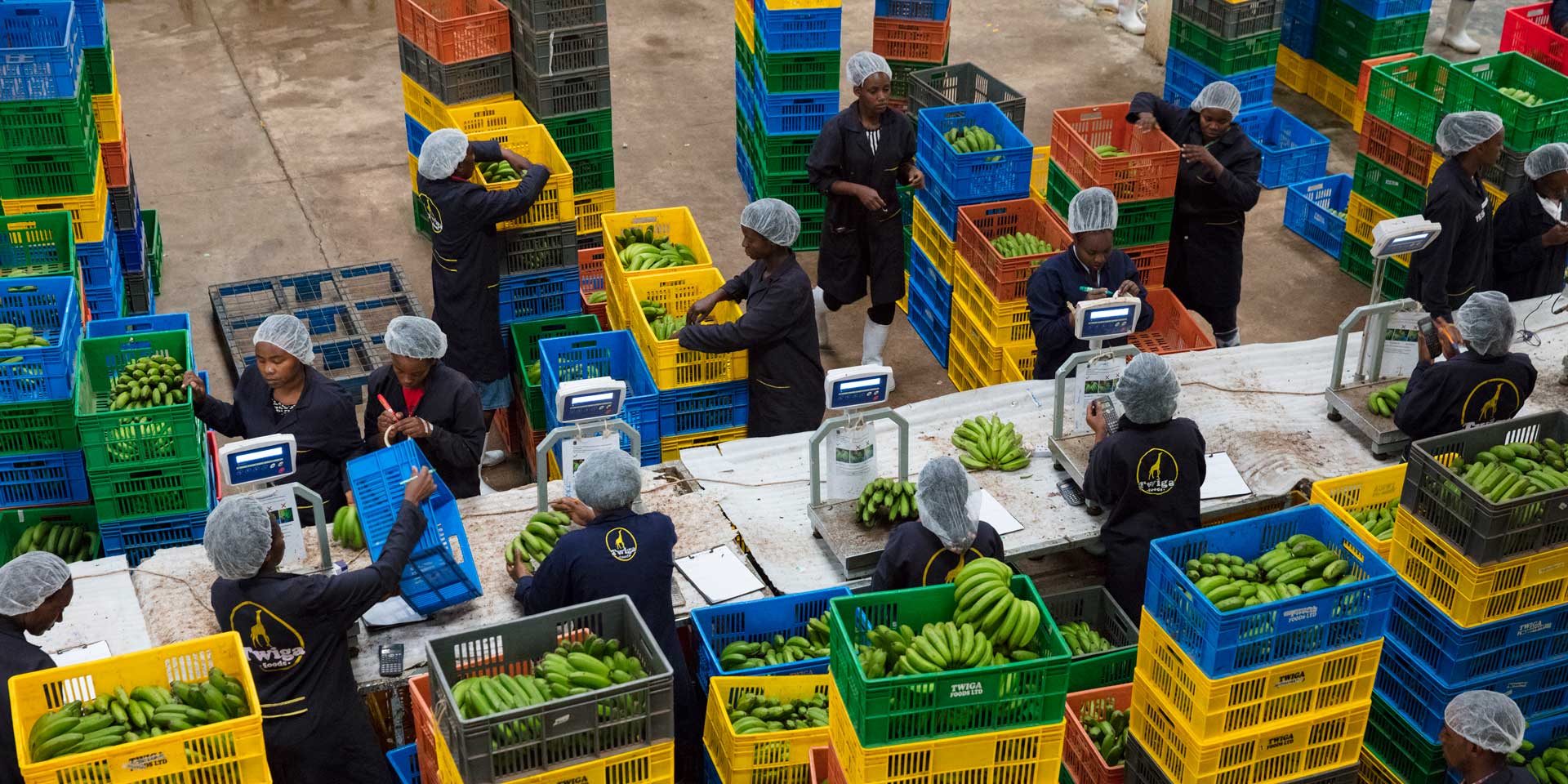 Twiga Foods To Manage Wastage Via Google Tech Partnership