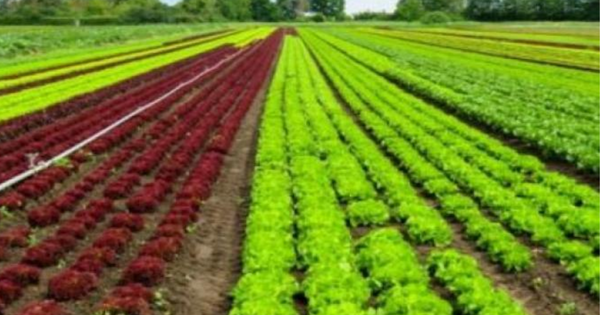 Morocco’s UM6P Ventures Invests in Climate Crop Ltd to Boost Global Food Supply
