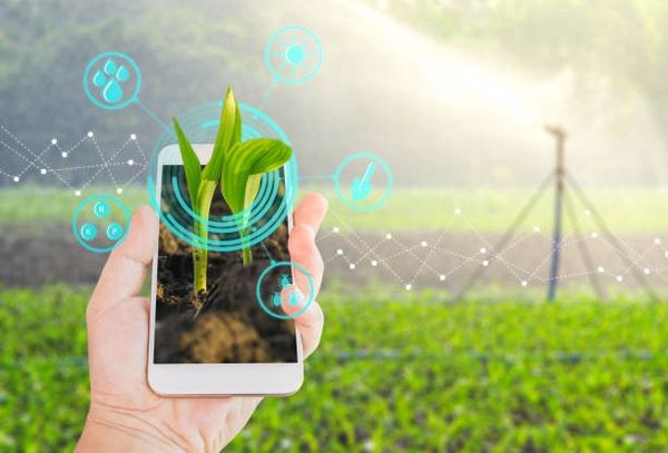 How Agritech can Curb Food Loss in Africa