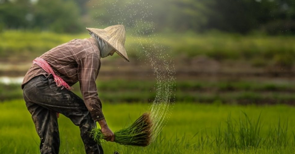 Stable Foods, Kenyan Agritech Startup Receives $600K to Build Integrated Solutions