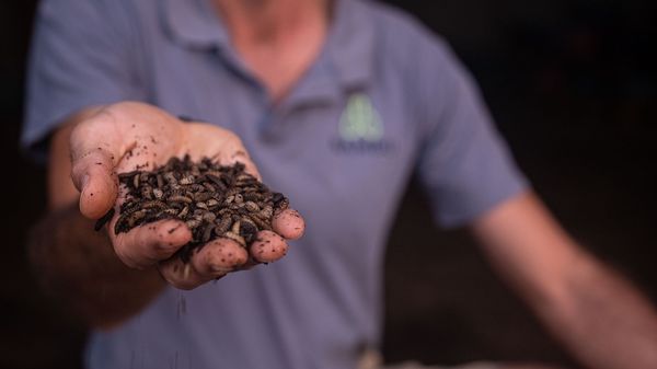Nambu Looks to Close Feedstock Gap after Seed Fund close